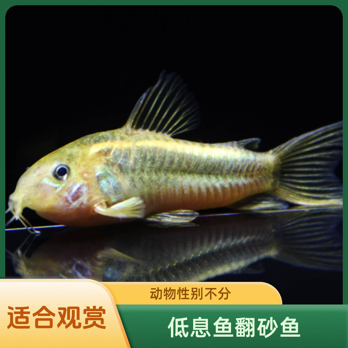 金线金鼠鱼,青铜鼠鼠鱼,黑金红头鼠鱼热带观赏鱼活体