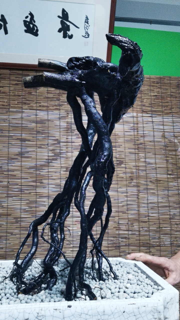 老鸦柿生桩熟桩庭院盆景素材原生盆栽可嫁接（私拍不发货）