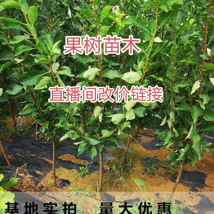 果树苗木直播间（一物一拍奇楠沉香）