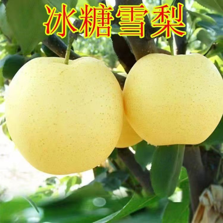 梨树苗嫁接新品种正宗冰糖雪梨苗梨树苗南北方可种植盆栽果树苗木
