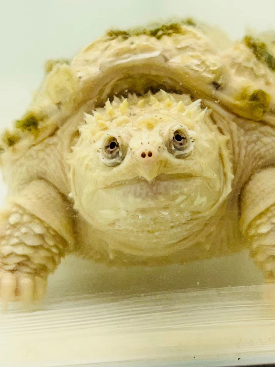 【直播精选】爆刺纯佛鳄观赏龟爆刺佛人工养殖小乌龟原种佛鳄宠物龟