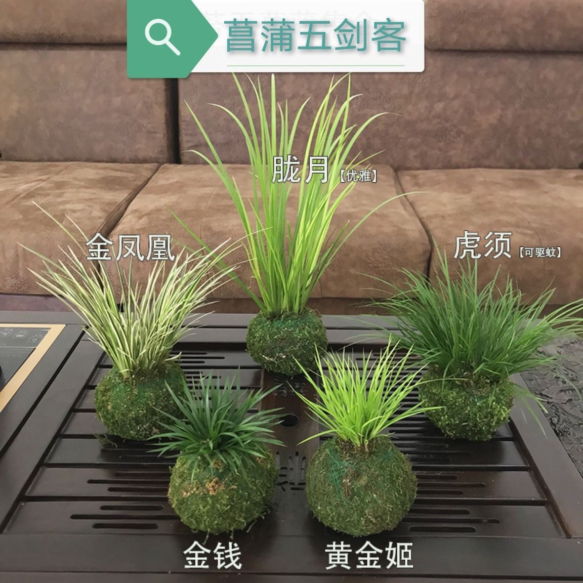 菖蒲文雅土培菖蒲微型植物办公室盆栽四季常青桌面绿植盆栽生命