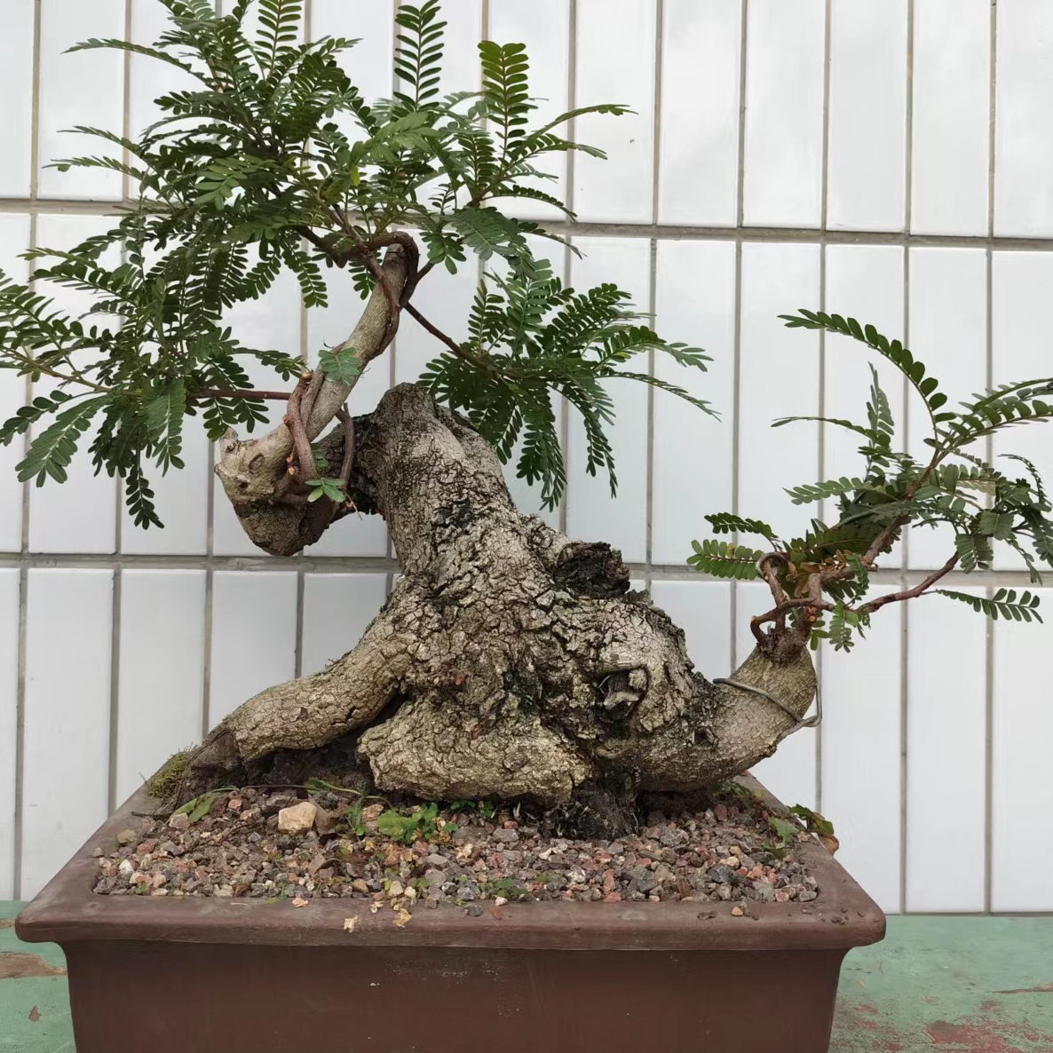 红芽清香木  老桩   