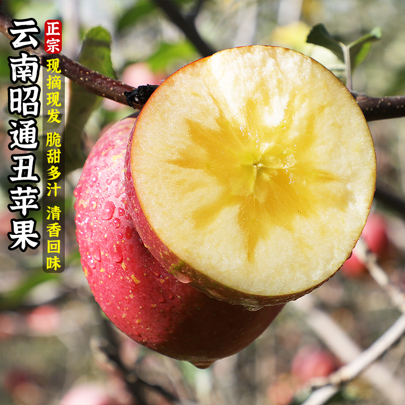 【正宗】云南昭通冰糖心丑苹果当季现摘水果整箱5斤/9斤/高原丑苹