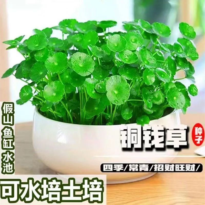 铜钱草金钱草水养种籽水培土培花种子超级大号四季庭院阳台盆栽种