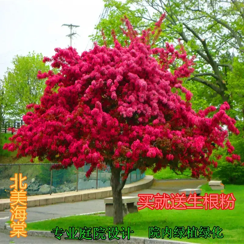 海棠树苗垂丝海棠西府海棠耐寒耐旱盆栽庭院开花植物北美海棠树苗