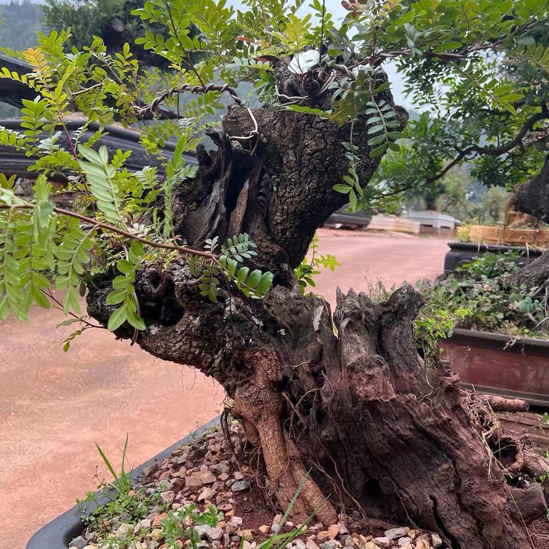 云南正宗红芽清香木盆景素材驱蚊虫四季常青直播间石榴树大树苗