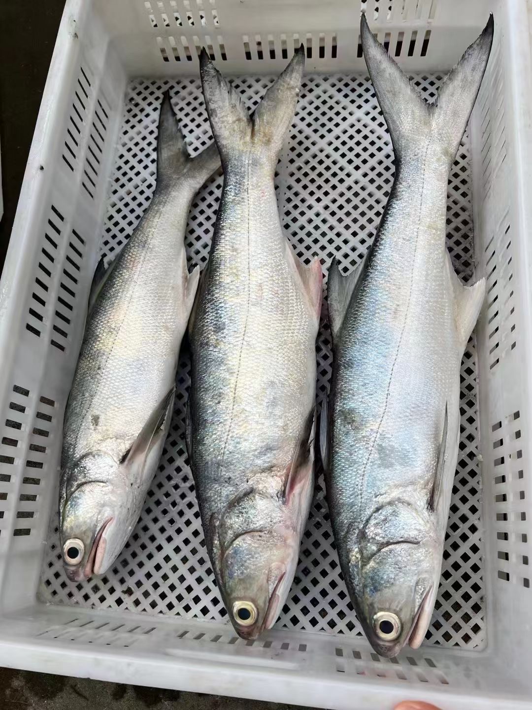 【当天捕捞】广东湛江天然海鲜章跳午鱼午笋偶鱼马友鱼片马友鱼