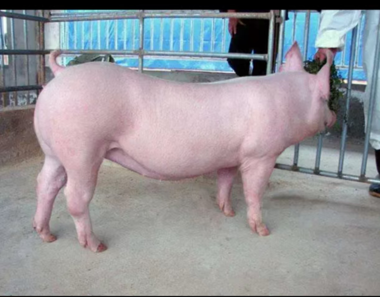 新美系英系大白种母猪种公猪