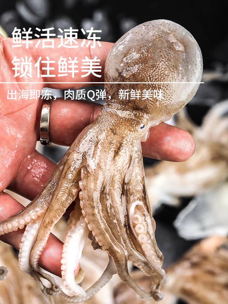 短腿八爪鱼5斤新鲜急冻发货