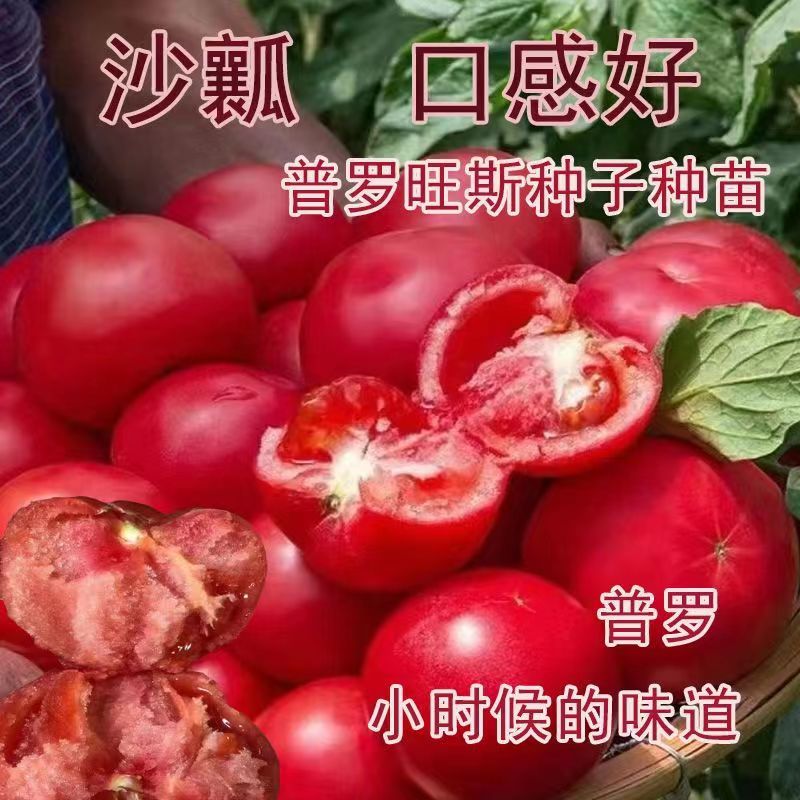 普罗旺斯西红柿苗圣女果苗小番茄口感番茄苗水果柿子苗番茄苗包邮