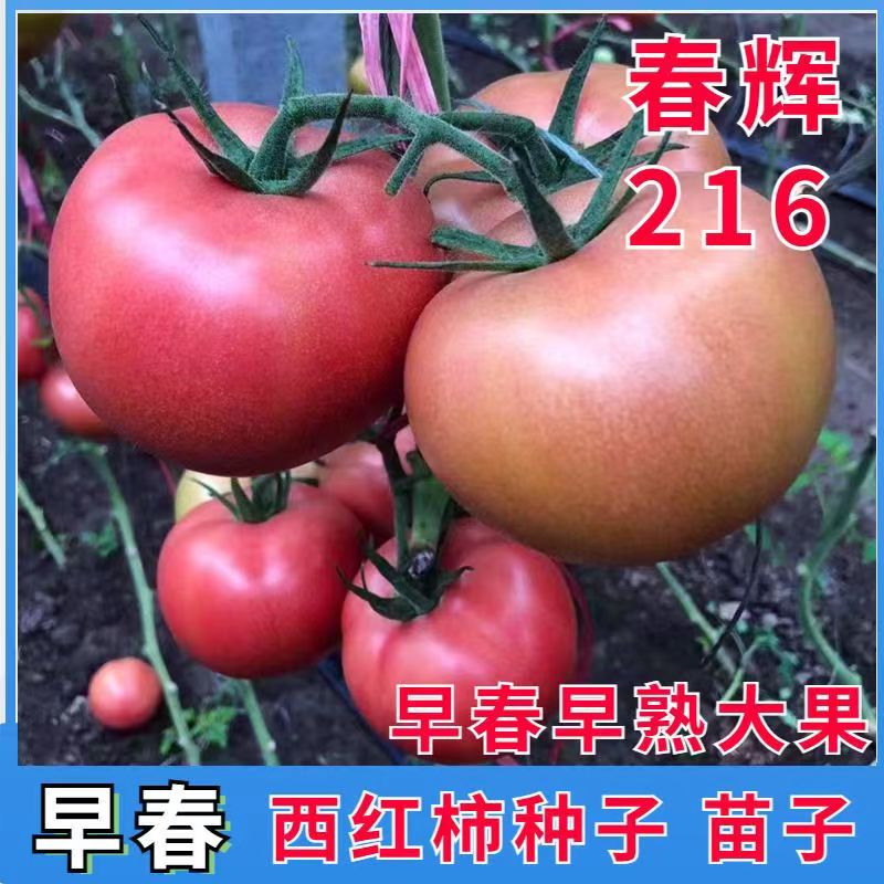 番茄苗早春西红柿苗早熟抗病毒进口番茄种子西红柿种子四季耐热