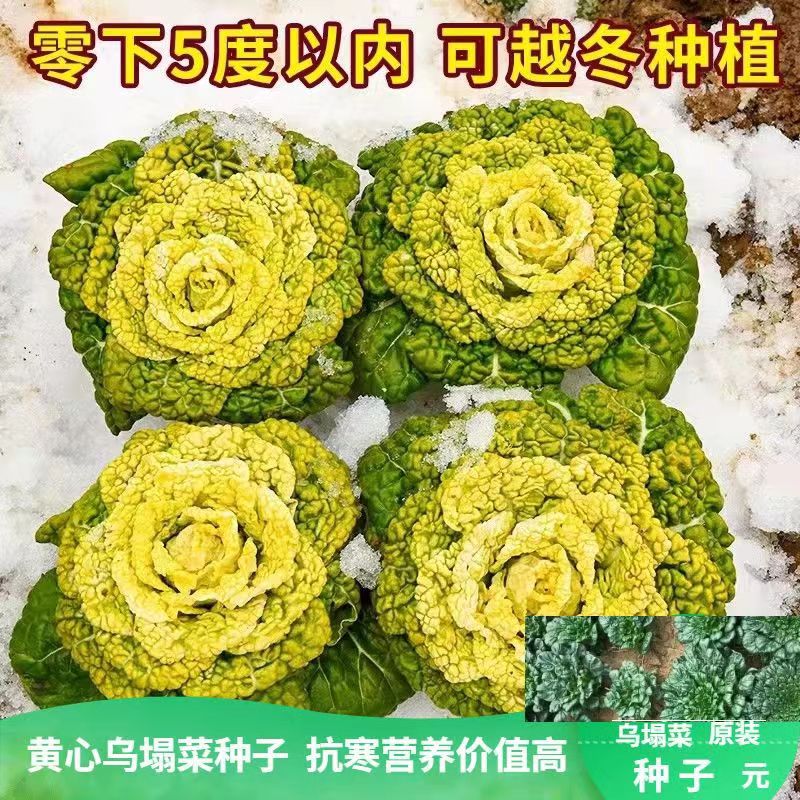 乌塌菜种子中八叶塔菜种子耐寒黄心乌塌菜种子秋播耐寒蔬菜种子