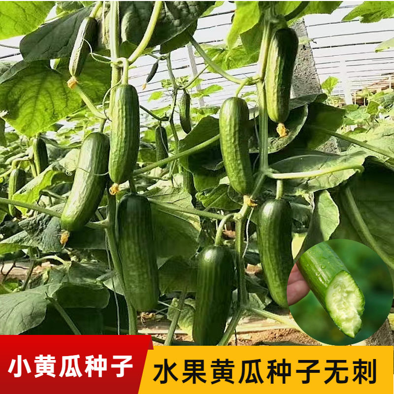 小黄瓜种子水果黄瓜种籽无刺黄瓜种子四季盆栽阳台蔬菜