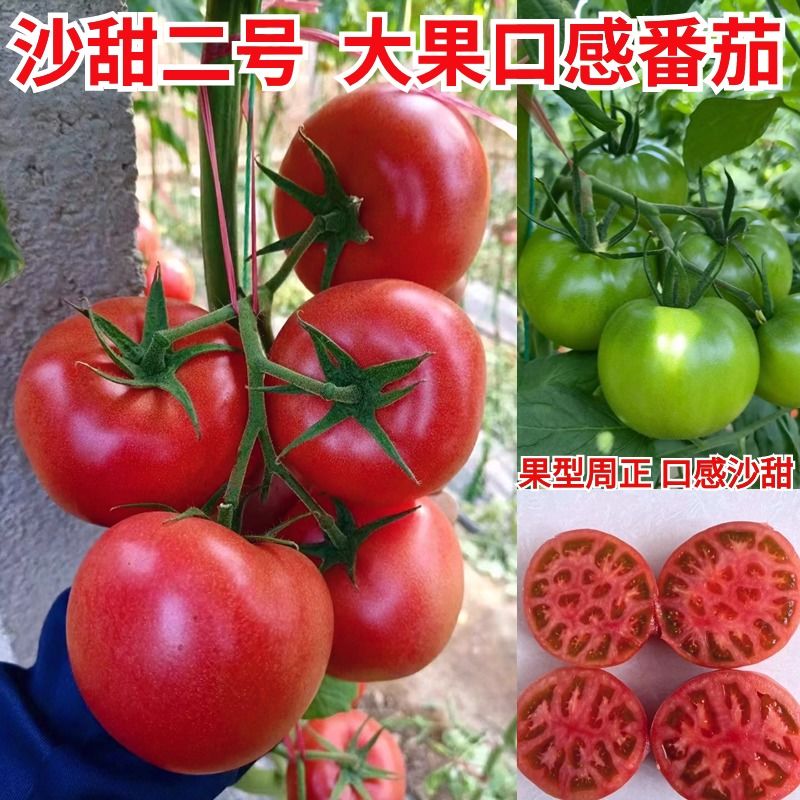 大果沙瓤口感西红柿苗大西红柿苗番茄苗沙甜糯口感番茄种子包邮