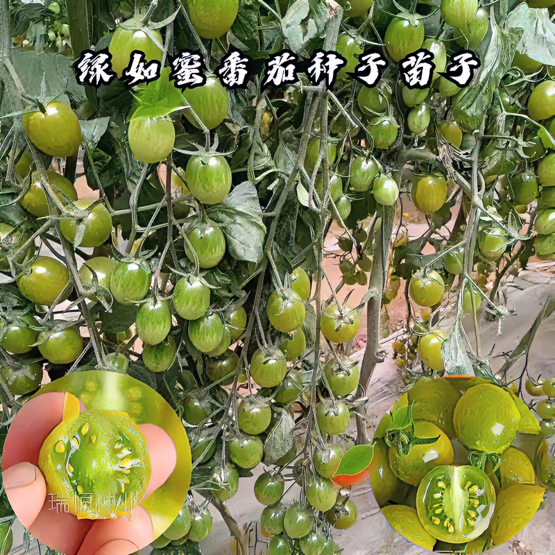圣女果苗小绿西红柿苗绿如蜜绿色小番茄苗圣女果小番茄种子青口蜜
