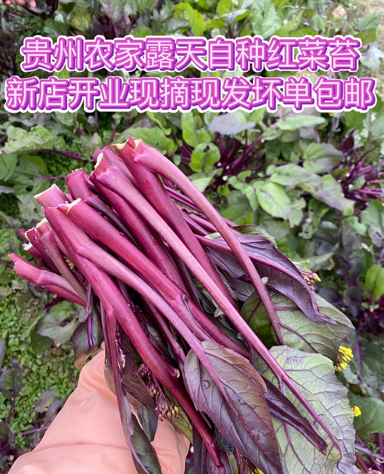 贵州农家露天种植红菜苔，新鲜采摘坏损包退