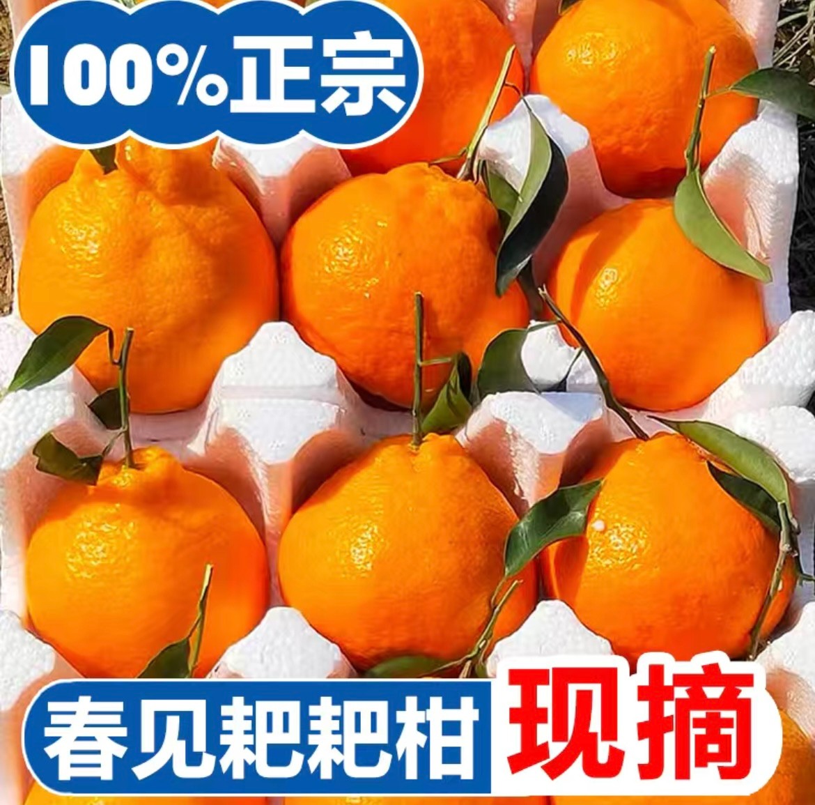 四川春见耙耙柑整箱新鲜水果桔子现摘现发包邮大橘子皮薄多汁榨汁