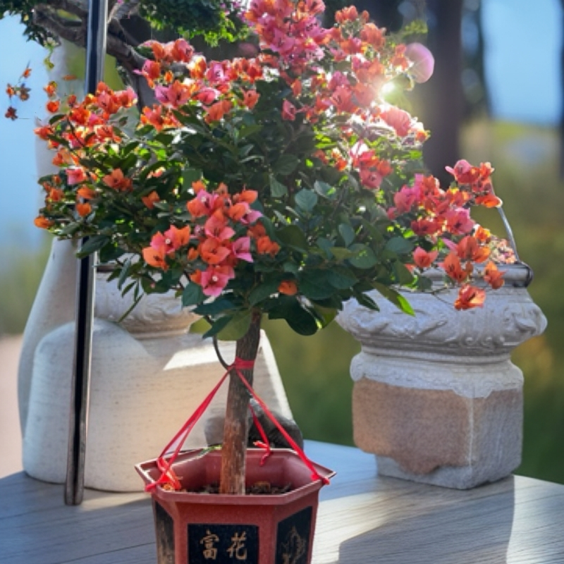 小盆三角梅【一物一拍】