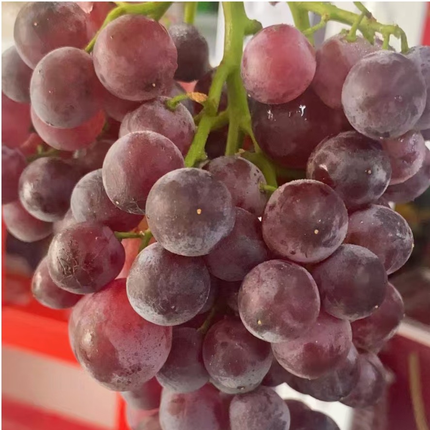 【闪送到家】红宝石葡萄8.8元1斤 无籽 纯甜 四川省