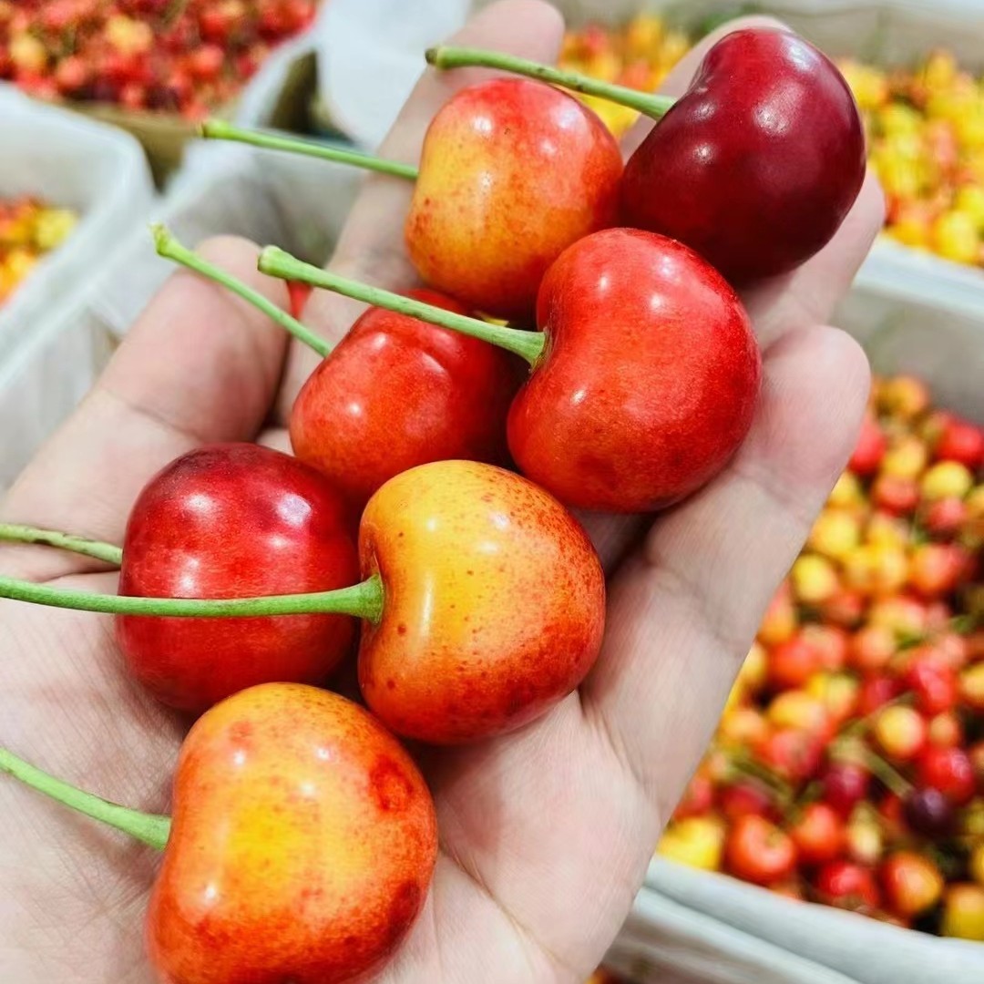 【水果外卖】大连红绣球 79.8元3斤  口感清脆  8甜2酸 樱桃味浓 J混装红绣球