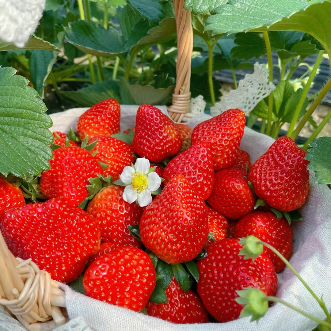 【一小时内闪送到家】小汤山红颜草莓大果元881盒（24颗净重1.5斤） 头茬果 酸甜比例适中 草莓风味浓郁