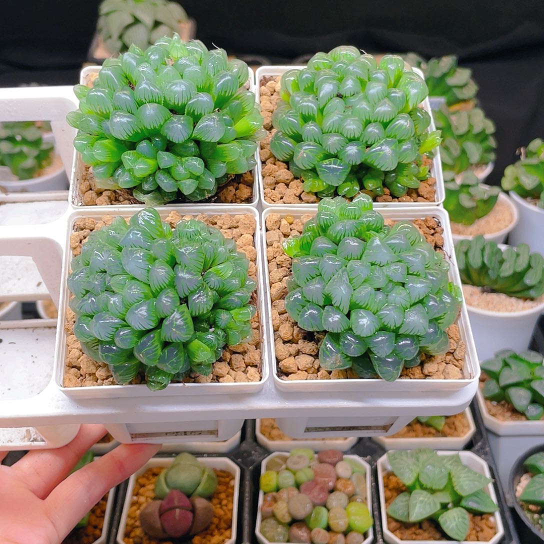 多头彩虹冰灯1盆，白盆