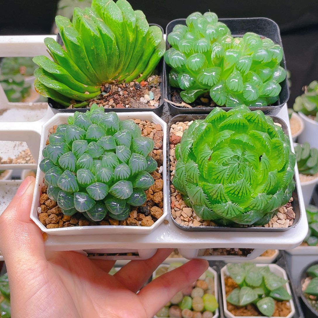 玉露四件套多肉新手