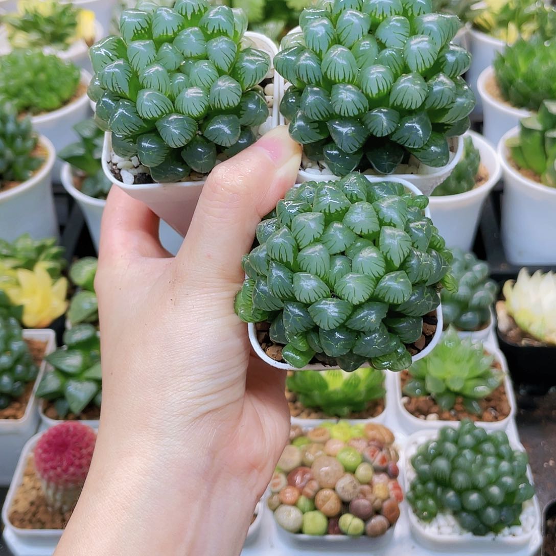 粉冰灯玉露，白盆3颗