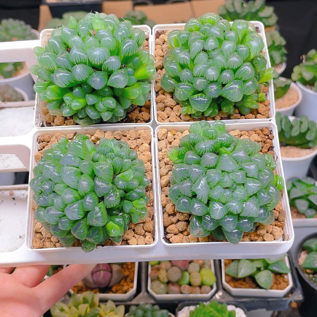 多头彩虹冰灯1盆，白盆