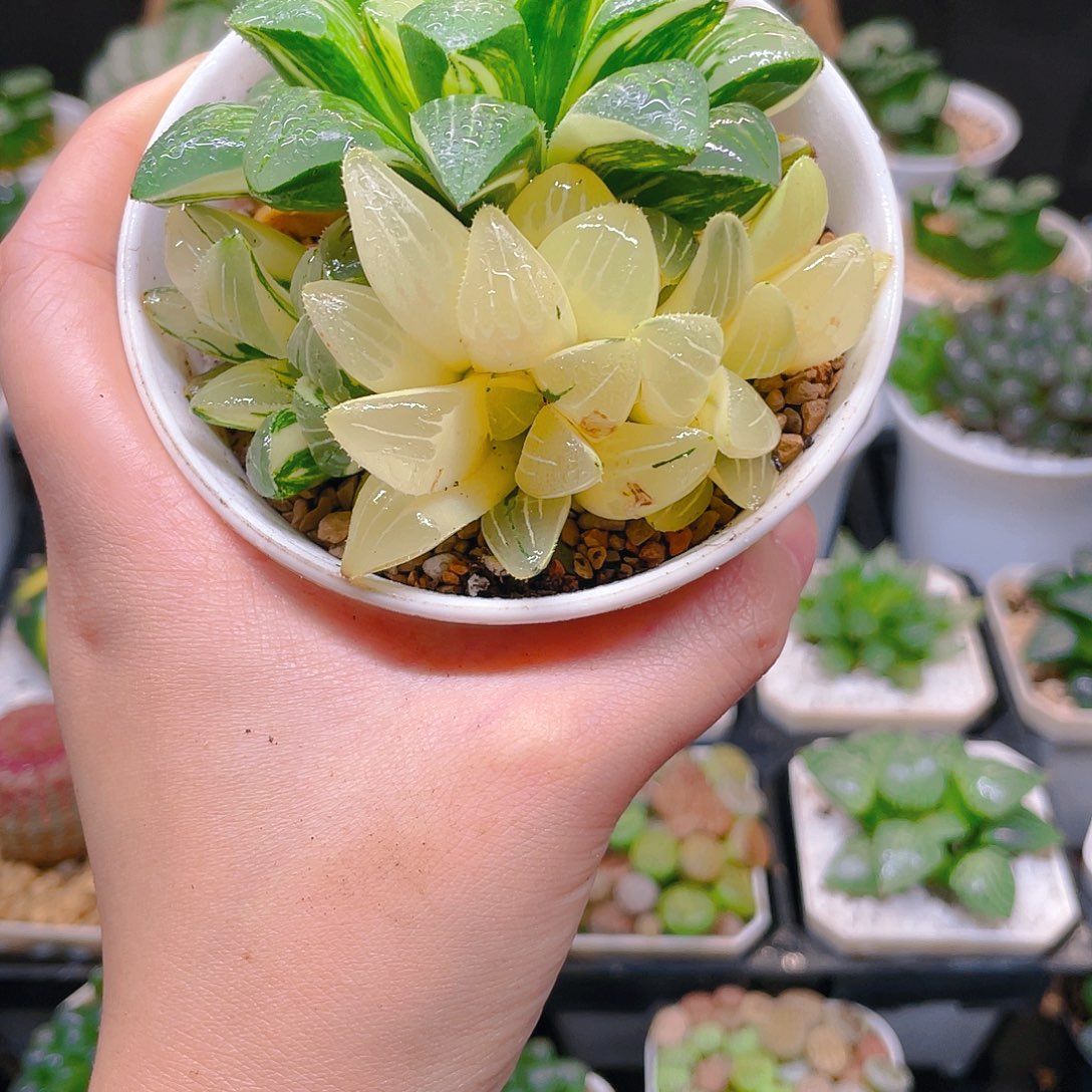 多头姬寿锦，白盆，载