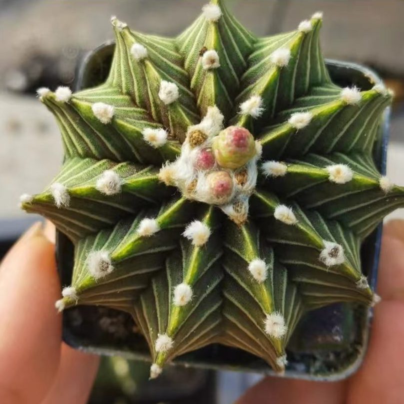 肋骨 多肉（满18包邮）基地培养盆发货