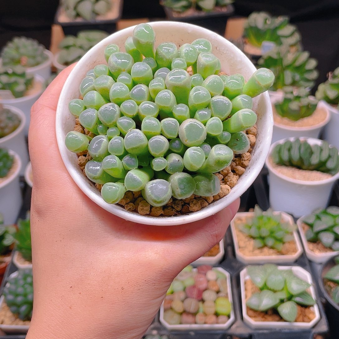 五十玲玉，母本，原盆