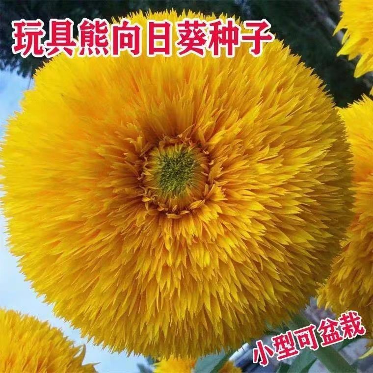 玩具熊向日葵种子观赏向日葵种籽四季阳台庭院春秋季花卉种子大全