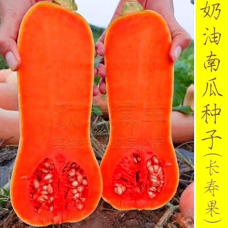进口阿根廷奶油南瓜种籽春秋四季盆栽秘本南瓜种子烧烤味蔬菜种孑