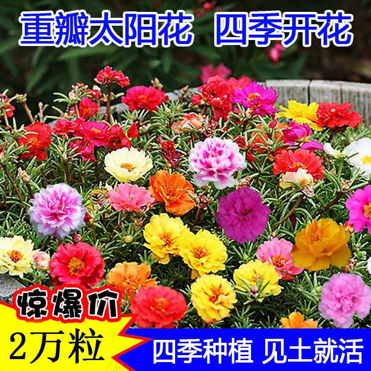 重瓣太阳花卉种子四季播种松叶牡丹易活开花期长室内阳台盆栽花籽
