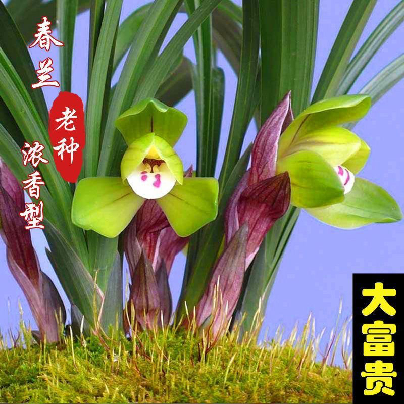 春兰 老种 春冬带花苞大富贵 浓香型 自家兰棚养植