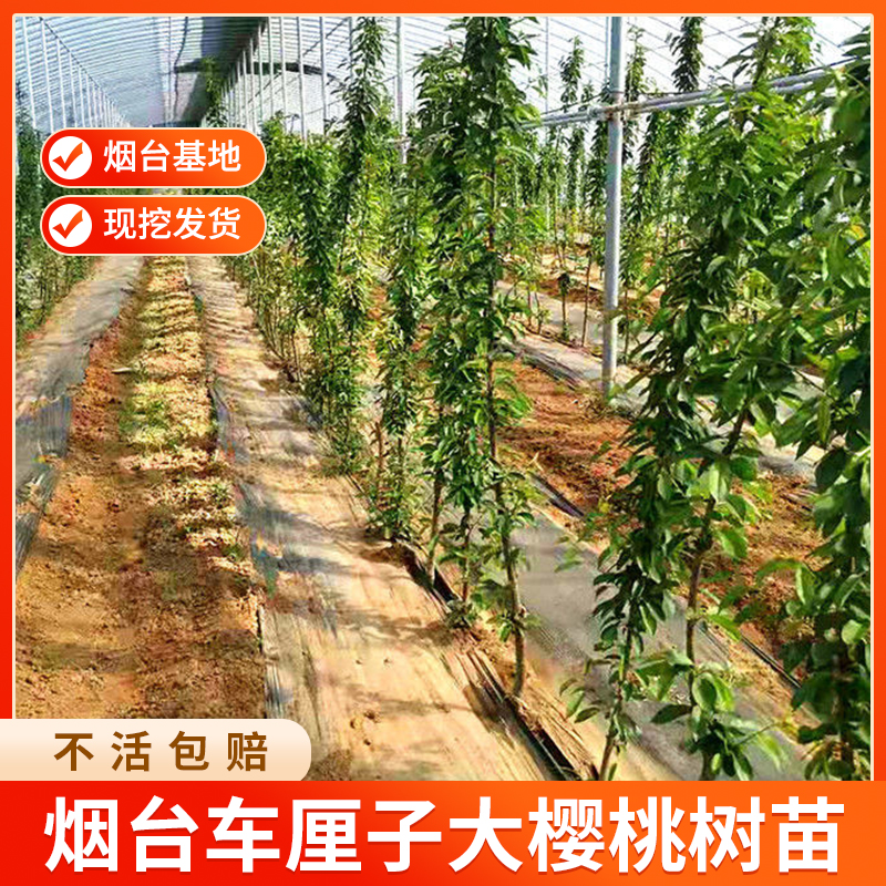 【地径0.6公分粗】福利车厘子大樱桃树苗嫁接苗适合车厘子果树苗