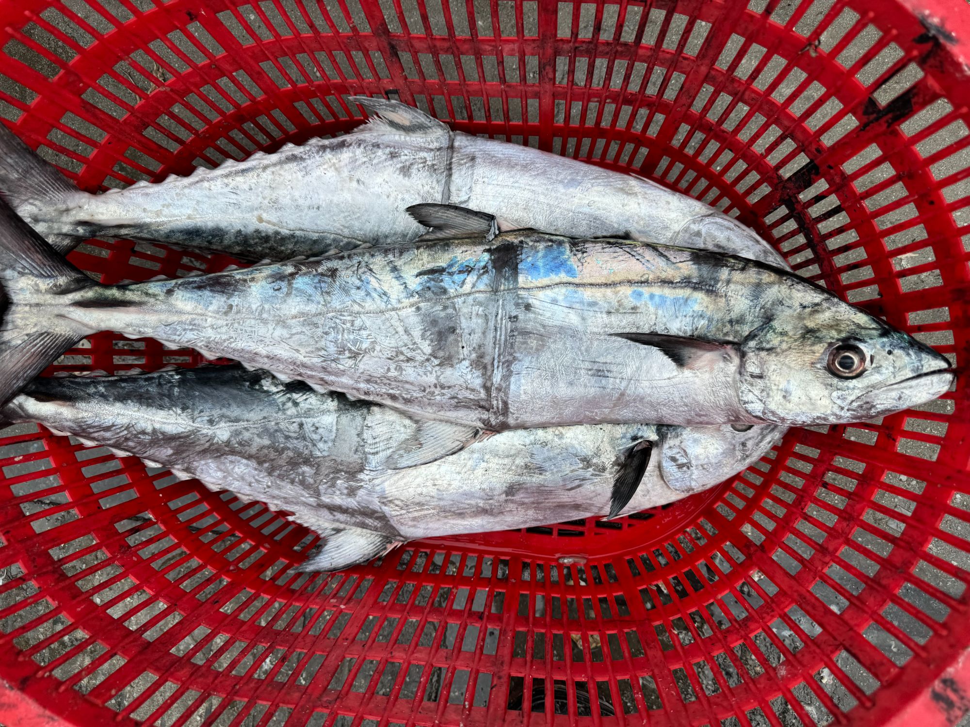 海南本地蓝点马鲛鱼 白腹马鲛鱼  健康食材