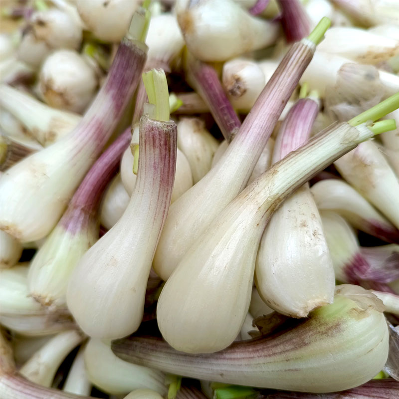 农家自种新鲜藠头茭头小葱头教头去叶3斤茭白蒜现挖现发时令蔬菜
