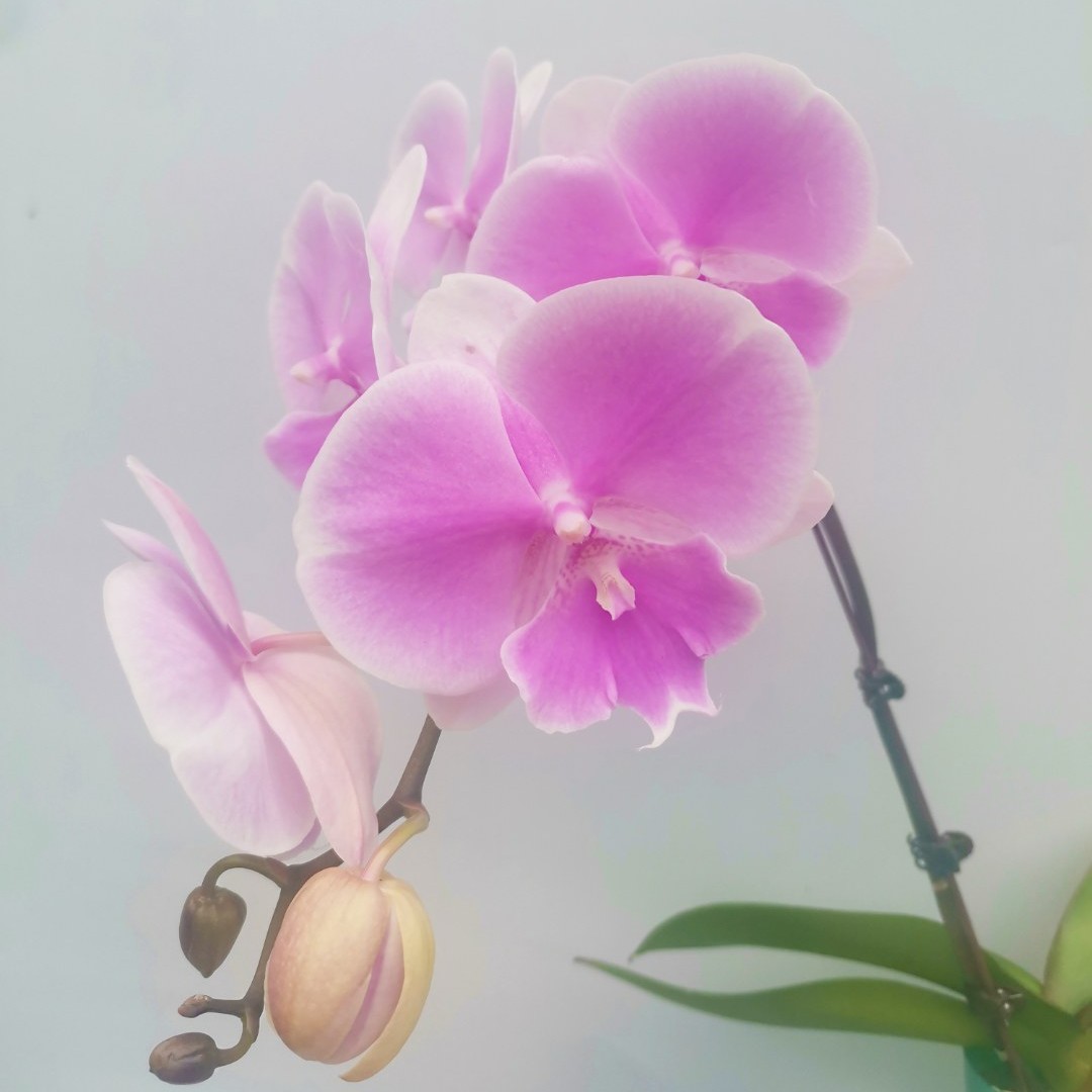 大花型芳美梦幻蝴蝶兰盆栽带花苞花卉观花植物室内蝴蝶兰首播卖货