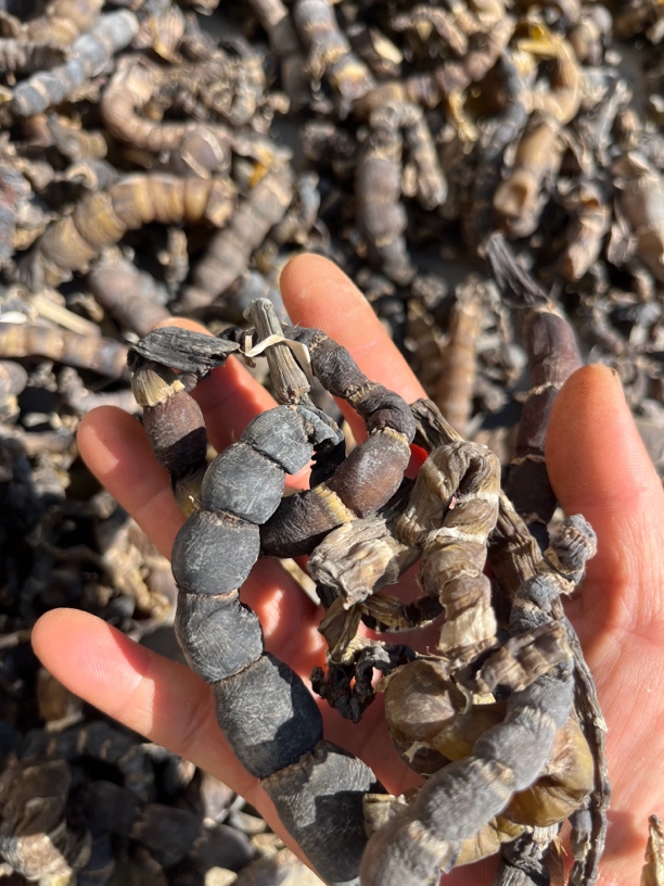 云南纯野生刺竹笋干