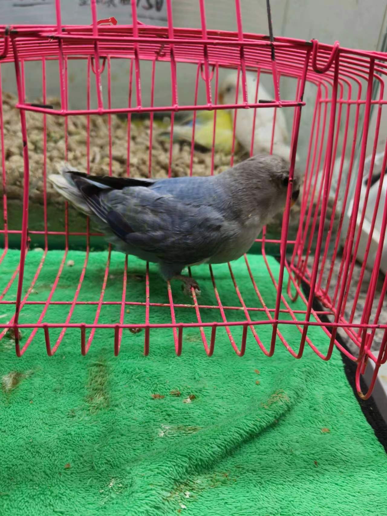 日本桃牡丹鹦鹉外出笼