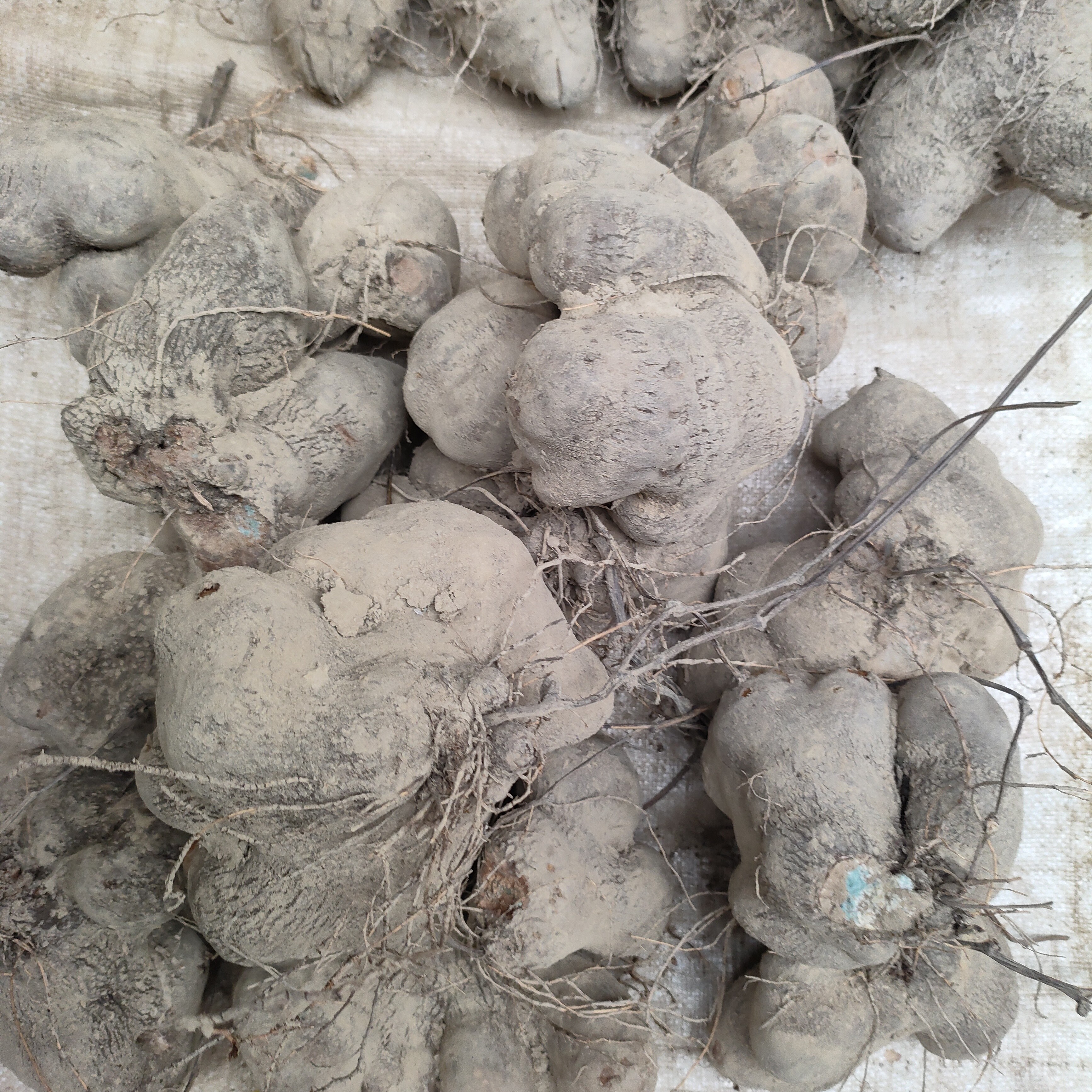 【农家自种】广西正宗脚板薯紫白色