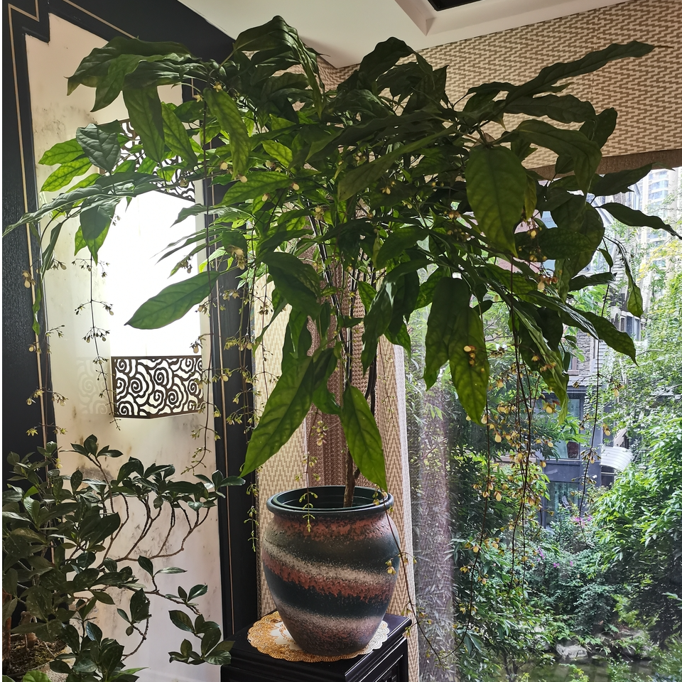 垂丝茉莉带花苞大苗盆栽泰国白玉蝴蝶花卉客厅室内绿植物好养护