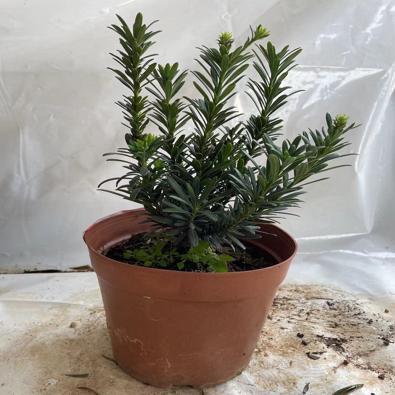 原盆原土发货米叶罗汉松四季长青小盆景室外阳台庭院假山植物美观