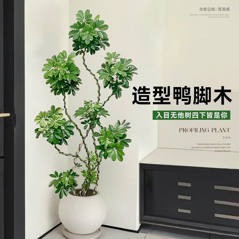 造型鸭脚木客厅大盆栽老桩鸭掌木八方来财卧室客厅四季常青真绿植