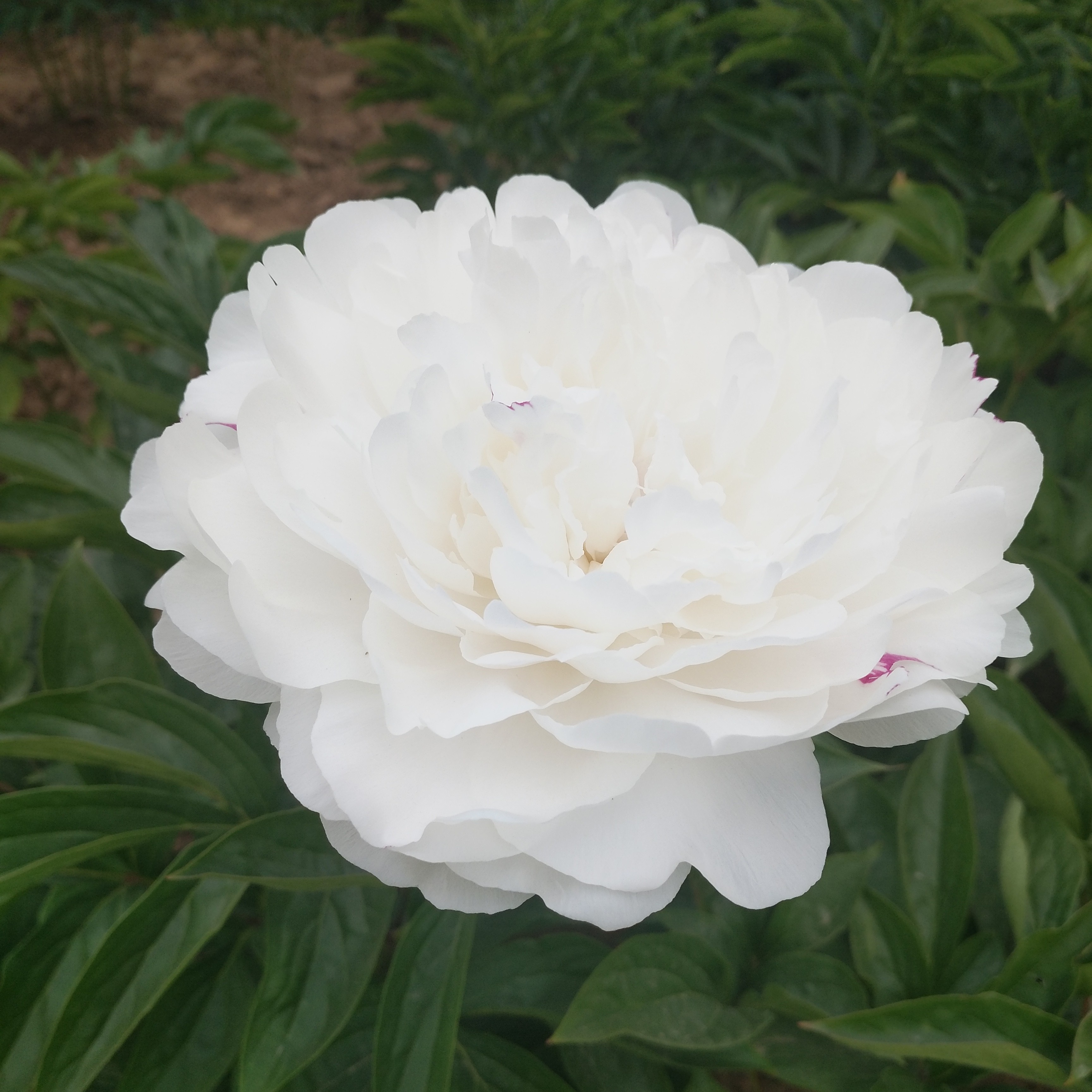 芍药花玫瑰鲜花苗杨妃出浴