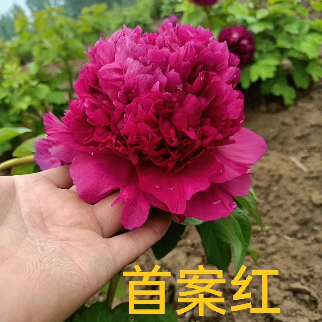 首案红 牡丹花苗