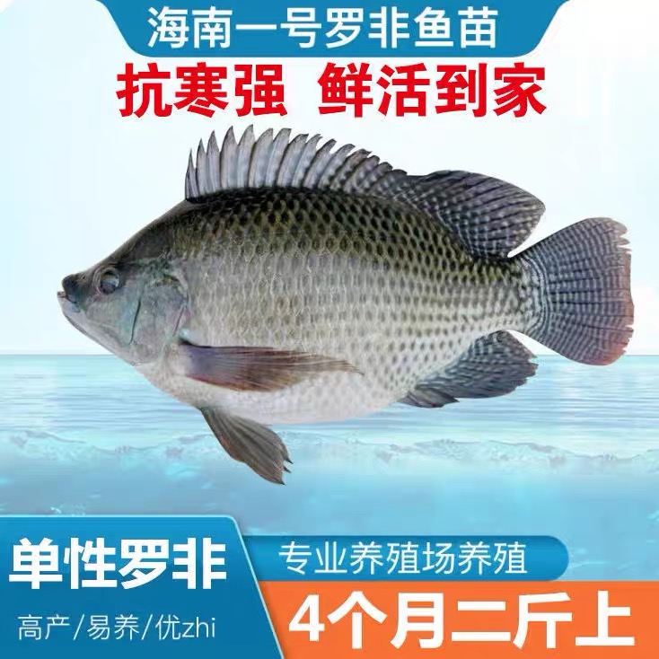 头批罗非鱼 淡水鱼塘养殖易养快大包邮包活到手